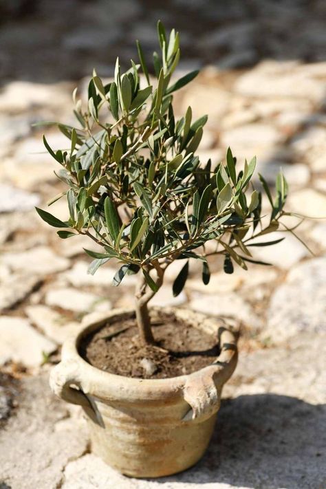 !شجرة الزيتون القزمية  صغيرة في الحجم، كبيرة في الفائدة