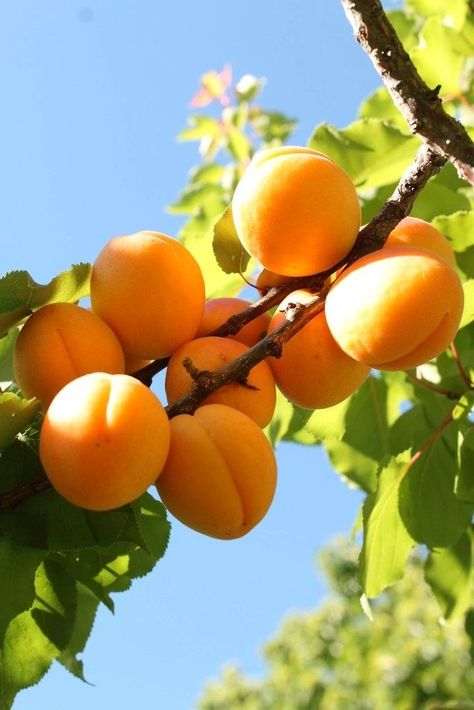 🌱 شجرة المشمش القزمية المنزلية سهلة الزراعة وطبيعية 100% 🍑