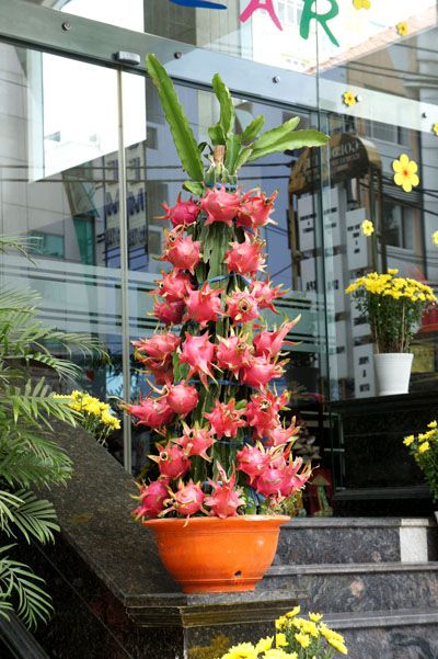 ! شجرة فاكهة التنين القزمية – زراعة ممتعة وثمار لا تُقاوَم