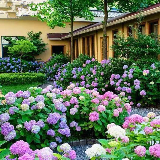 Graines d'hortensia : découvrez la beauté de la nature