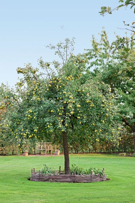 !شجرة الاجاص القزمية  طعم، إنتاج وسهولة الزراعة