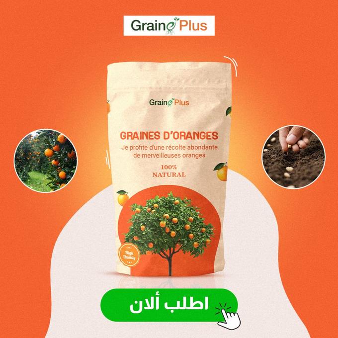 بذور البرتقال الهجينة متوفرة في الجزائر